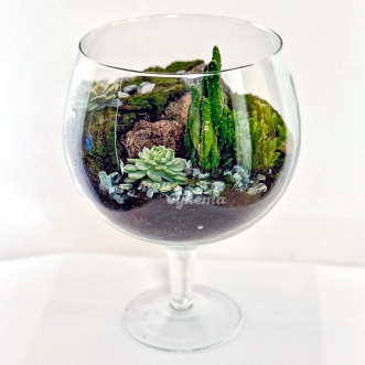 florarium-chasha-s-kaktusami-i-mhom