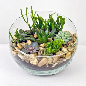 florarium-sukkulenty-na-kameshkah